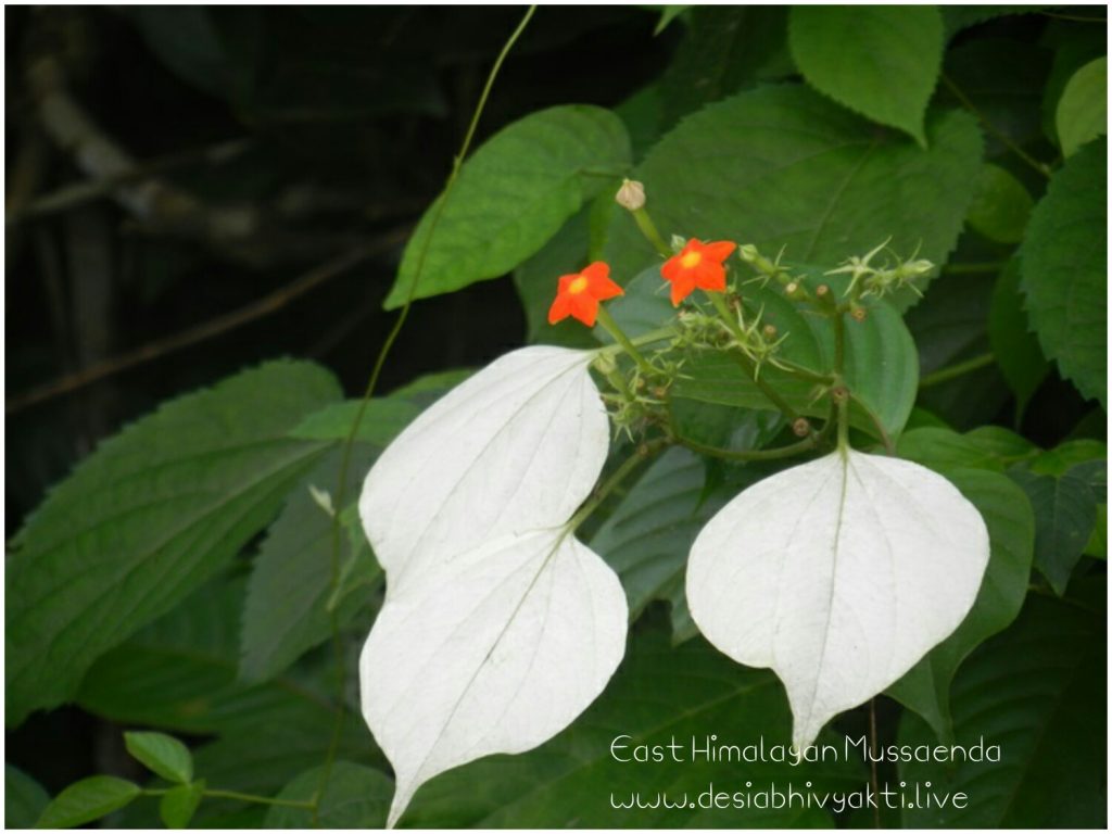 East Himalayan Mussaenda Flower - small deeo orange flower with enlarged white sepal and green leaves - bears the colours of the tricolour (Indian national flag)