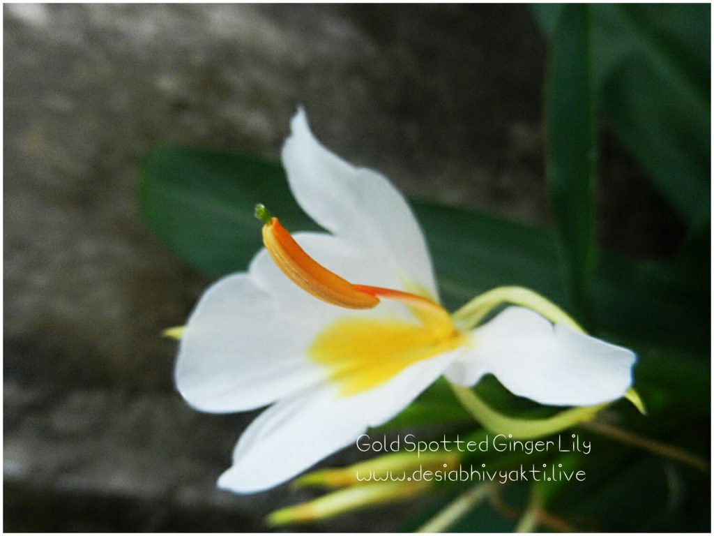 Gold Spot Ginger Lily Flower - the green plant with the golden spotted white petals having orange anther - shows the tricolour scheme of Indian national flag 