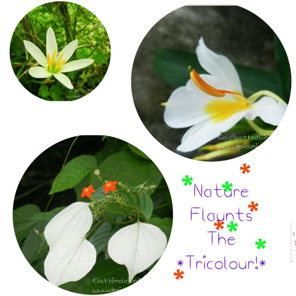 Nature Flaunts The Tricolour - East Himalayan Mussaenda, Gold Spot Ginger Lily and White Rain Lily