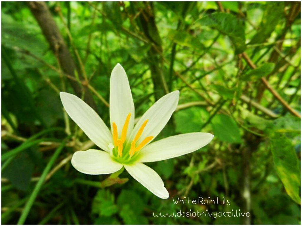 White Rain Lily Flower - with 6 green based white petals, orange coloured stamens and white pistil - the plant showcases the tricolour of the Indian national flag 