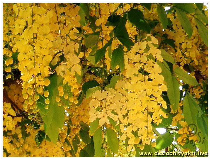 Konde or Golden Shower Flowers