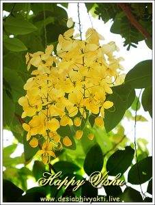 Konde or Vishu Konna flower greeting card for Vishu Festival